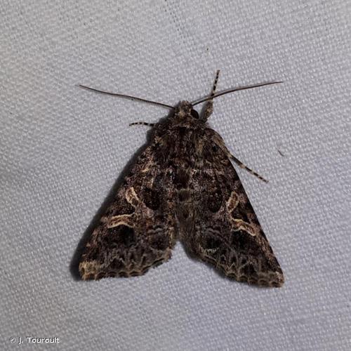 Noctuelle du Cucubale (La) (Sideridis rivularis) © J. Touroult