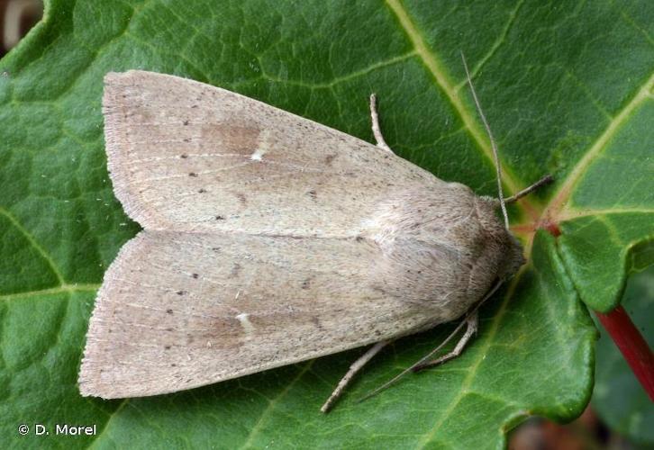 Noctuelle lythargyrée (La) (Mythimna ferrago) © D. Morel