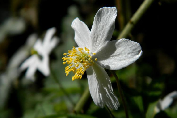 Anémone sylvie (Anemone nemorosa) © Morvan Debroize