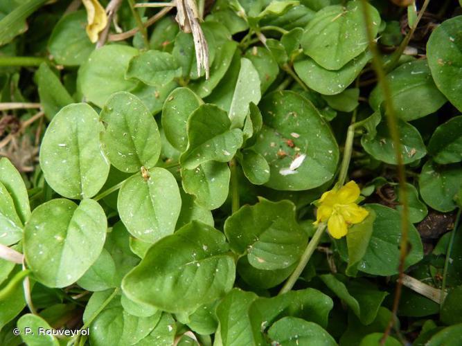 Lysimaque nummulaire (Lysimachia nummularia) © P. Rouveyrol