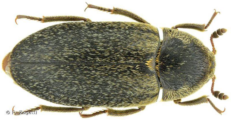 Dermestes maculatus © P. Zagatti