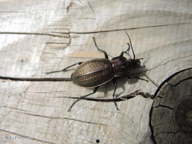 Carabus arvensis © L. Poncet