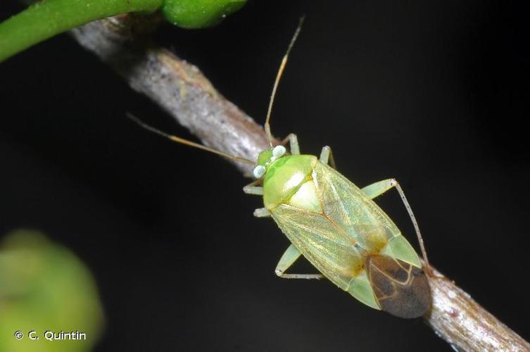 Neolygus contaminatus © C. Quintin