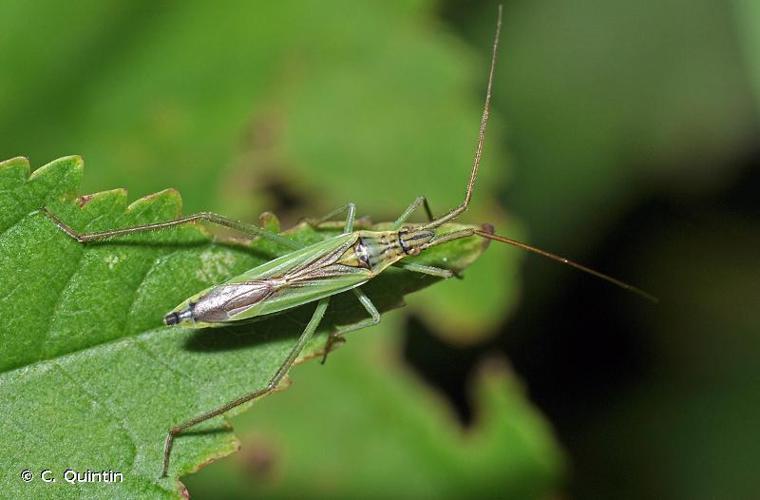 Notostira elongata © C. Quintin