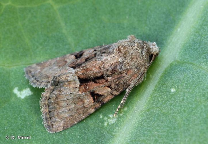 Trompeuse (La) (Oligia latruncula) © D. Morel