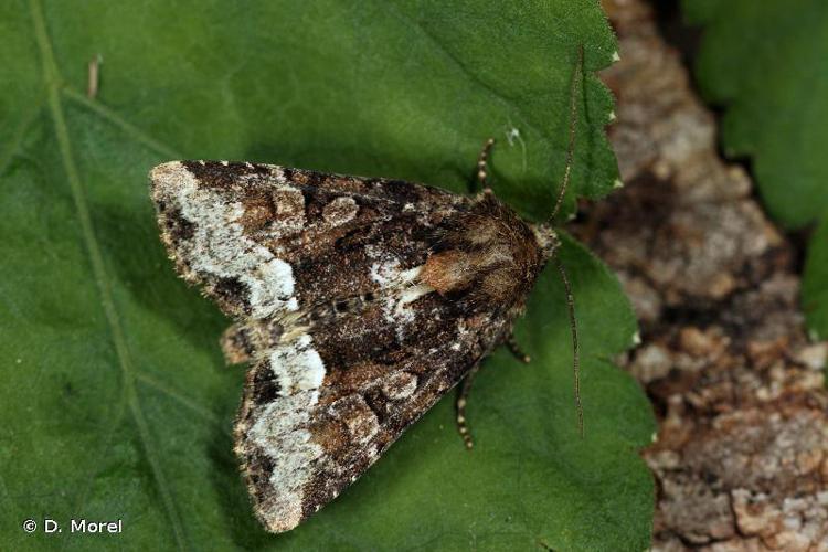 Noctuelle du Dactyle (La) (Oligia strigilis) © D. Morel