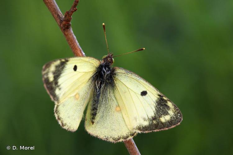 Soufré (Le) (Colias hyale) © D. Morel