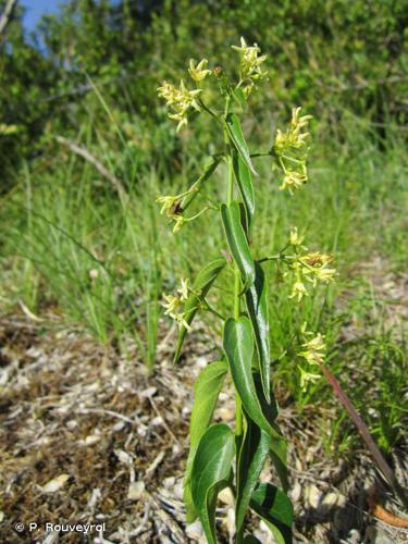 Dompte-venin (Vincetoxicum hirundinaria subsp. hirundinaria) © P. Rouveyrol