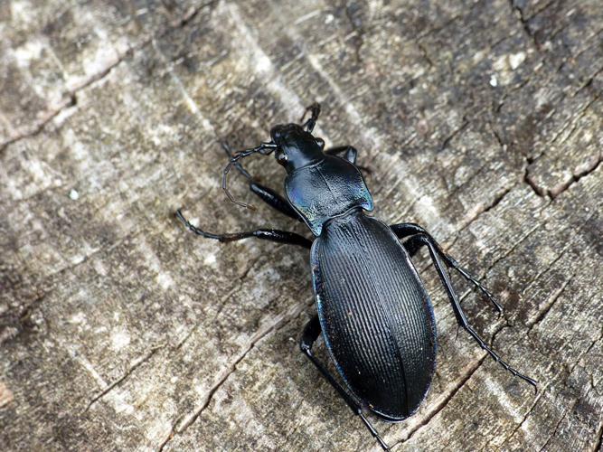 Carabe à bordure violette (Carabus violaceus) © Morvan Debroize