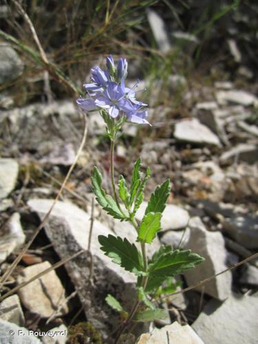 Véronique douteuse (Veronica orsiniana) © P. Rouveyrol