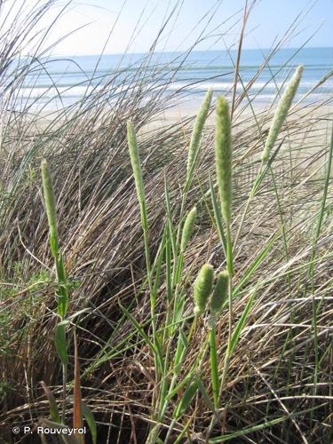 Fléole des sables (Phleum arenarium) © P. Rouveyrol