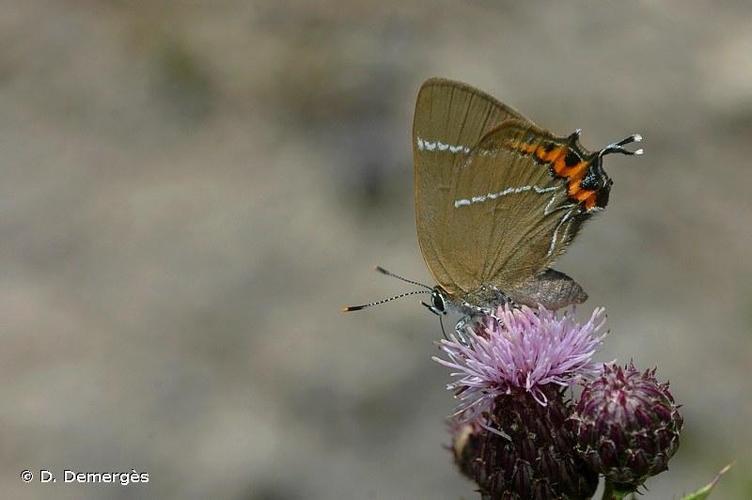 Thécla de l'Orme (La) (Satyrium w-album) © D. Demergès