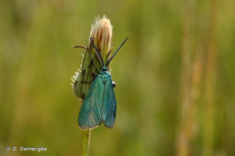 Procris des Centaurées (Le) (Jordanita globulariae) © D. Demergès