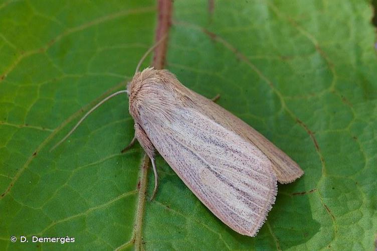 Leucanie pudorine (La) (Mythimna pudorina) © D. Demergès