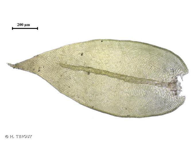 Cryphaea heteromalla © H. TINGUY