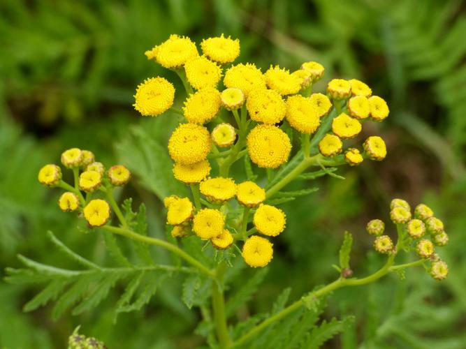 Tanaisie commune (Tanacetum vulgare) © Morvan Debroize