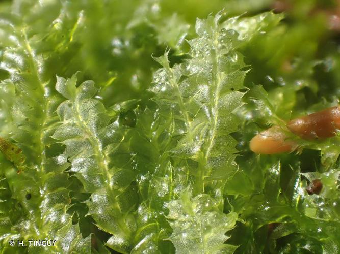 Lophocolea bidentata © H. TINGUY