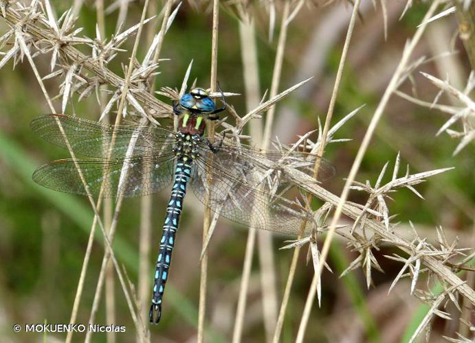 Aeschne printanière (L') (Brachytron pratense) © MOKUENKO Nicolas