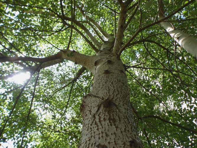 Peuplier Tremble (Populus tremula) © Morvan Debroize