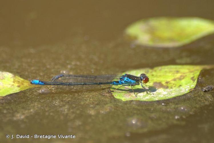 Naïade au corps vert (La) (Erythromma viridulum) © J. David - Bretagne Vivante