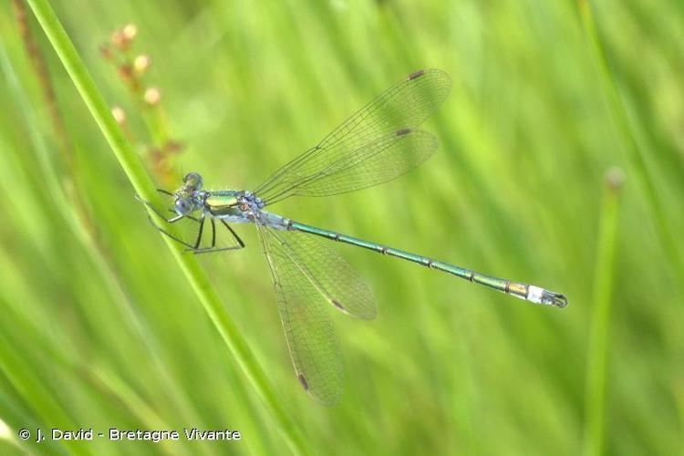 Leste fiancé (Lestes sponsa) © J. David - Bretagne Vivante