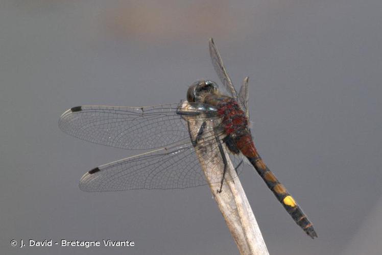 Leucorrhine à gros thorax (La) (Leucorrhinia pectoralis) © J. David - Bretagne Vivante