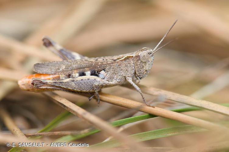 Criquet des Pins (Chorthippus vagans) © E. SANSAULT - ANEPE Caudalis