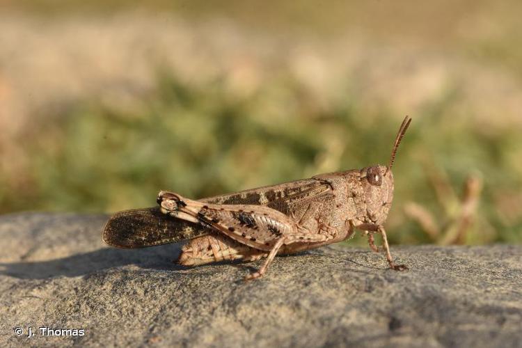 OEdipode automnale (Aiolopus strepens) © J. Thomas