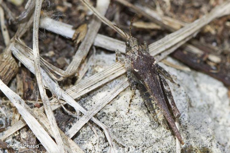 Tétrix des vasières (Tetrix ceperoi) © S. Richaud