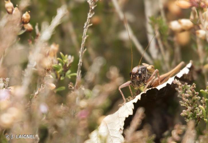 Decticelle des alpages (Metrioptera saussuriana) © J. LAIGNEL