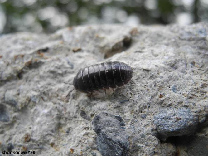 Cloporte commun (Le) (Armadillidium vulgare) © S. MEYER