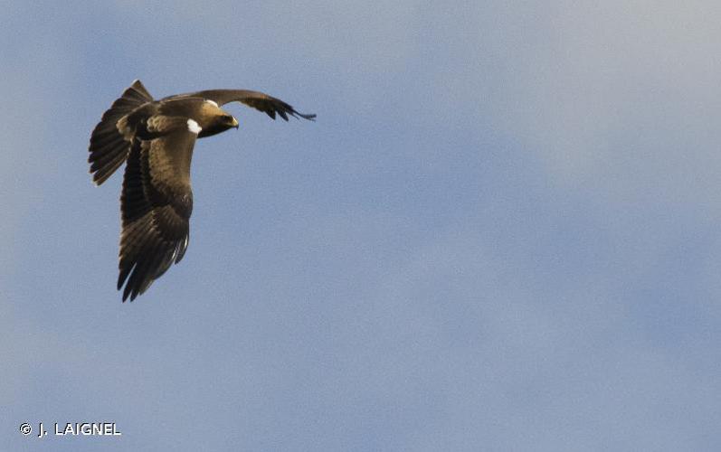 Aigle botté (Hieraaetus pennatus) © J. LAIGNEL