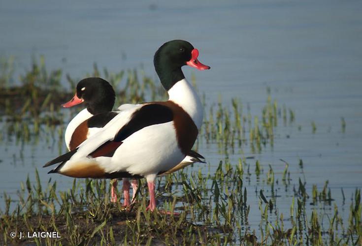 Tadorne de Belon (Tadorna tadorna) © J. LAIGNEL