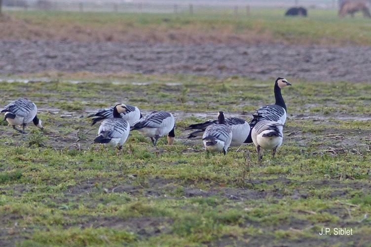 Bernache nonnette (Branta leucopsis) © J.P. Siblet