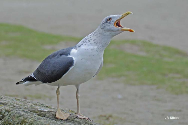 Goéland brun (Larus fuscus) © J.P. Siblet