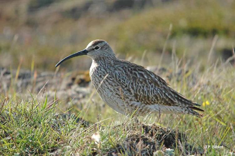 Courlis corlieu (Numenius phaeopus phaeopus) © J.P. Siblet