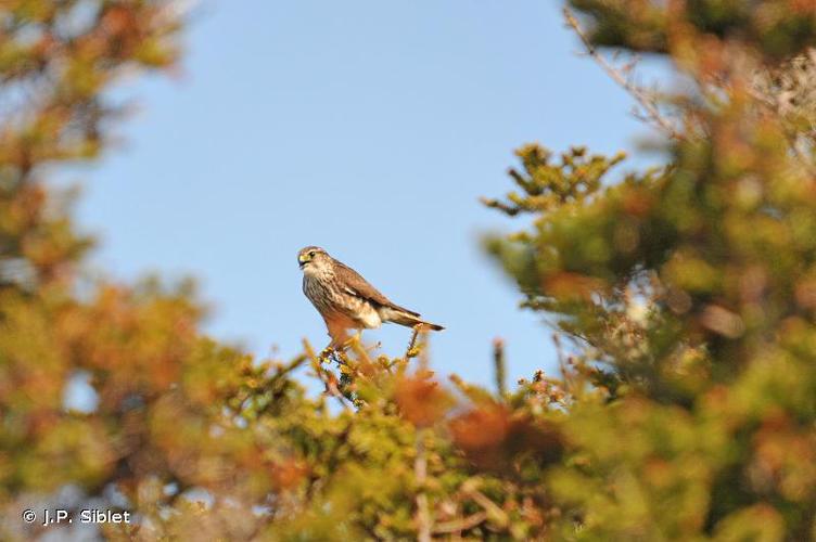 Faucon émerillon (Falco columbarius) © J.P. Siblet