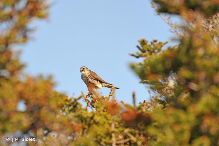 Faucon émerillon (Falco columbarius) © J.P. Siblet