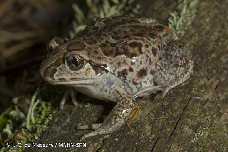 Pélobate brun (Pelobates fuscus) © J.-C. de Massary / MNHN-SPN