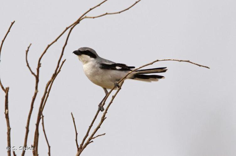 Pie-grièche grise (Lanius excubitor) © S. Siblet