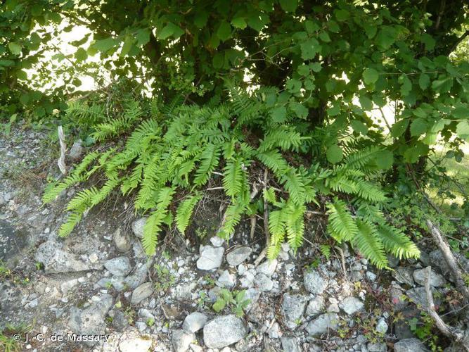 Polypode intermédiaire (Polypodium interjectum) © J.-C. de Massary