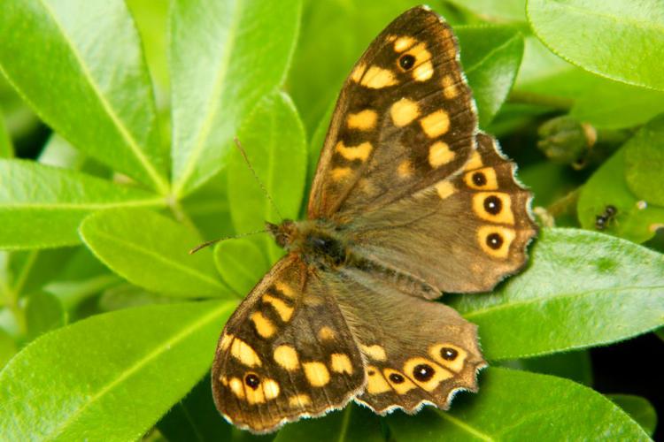 Tircis (Pararge aegeria) © Morvan Debroize