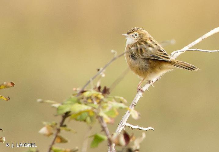 Cisticole des joncs (Cisticola juncidis) © J. LAIGNEL