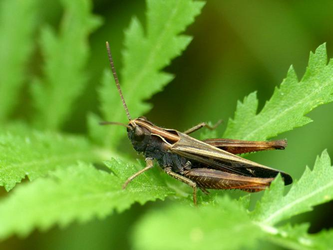 Criquet noir-ébène (Omocestus rufipes) © Morvan Debroize