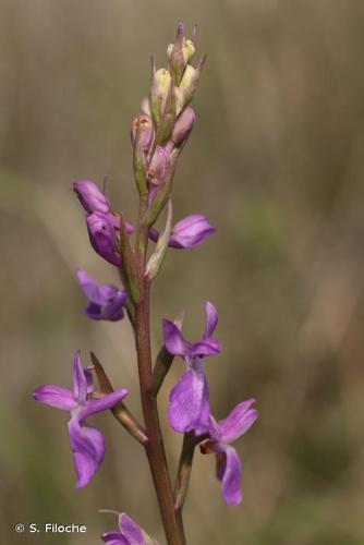 Orchis des marais (Anacamptis palustris) © S. Filoche