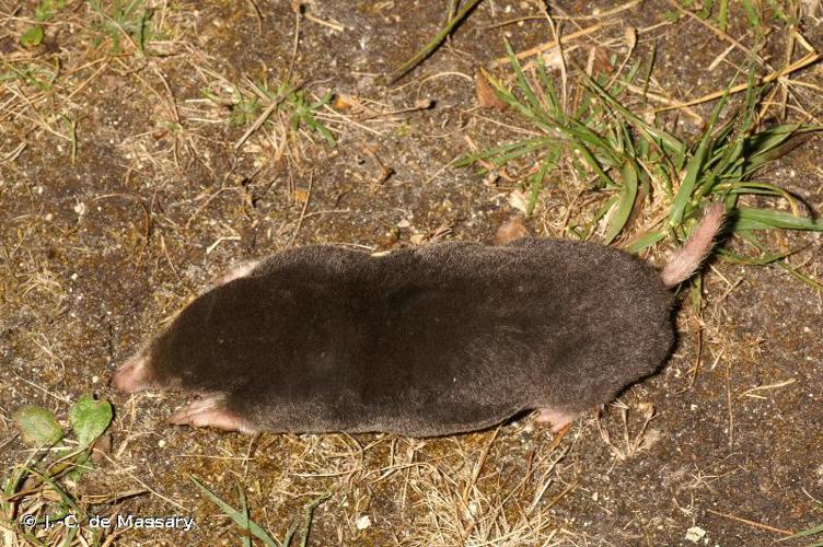 Taupe d'Europe (Talpa europaea) © J.-C. de Massary