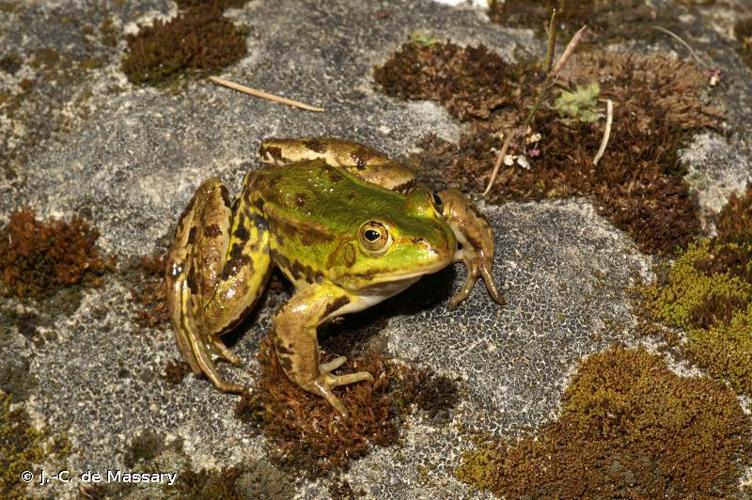 Grenouille de Lessona (Pelophylax lessonae) © J.-C. de Massary