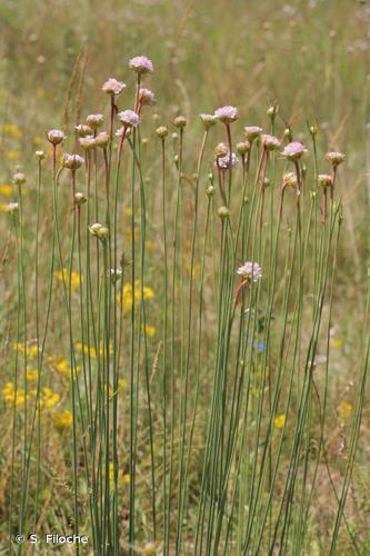 Armérie faux-plantain (Armeria arenaria) © S. Filoche