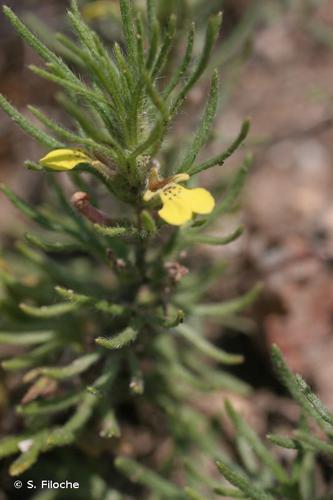 Bugle jaune (Ajuga chamaepitys) © S. Filoche