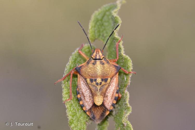 Carpocoris mediterraneus atlanticus © J. Touroult